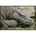 East Urban Home 'Komodo Dragon, Nusa Tenggara, Indonesia' Framed Photographic Print in Gray/Green | 20 H x 30 W x 1.5 D in | Wayfair