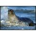 East Urban Home 'Northern Elephant Seal Female' Framed Photographic Print in Blue | 20 H x 30 W x 1.5 D in | Wayfair EAAC7463 39222377