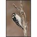 East Urban Home 'Downy Woodpecker Male, Kensington Metropark, Milford, Michigan' Framed Photographic Print in White | 36 H x 24 W x 1.5 D in | Wayfair