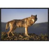 East Urban Home 'Gray Wolf Side View, North America ' Framed Photographic Print on Canvas in White | 24 H x 36 W x 1.5 D in | Wayfair