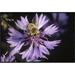 East Urban Home Honey Bee Collecting Pollen on Purple Flower, Germany - Picture Frame Photograph Print Canvas in Black/Indigo | Wayfair