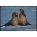 East Urban Home 'Northern Elephant Seal Males Fighting, California ' Framed Photographic Print on Canvas in Blue/Brown | Wayfair EAUB5330 38519507