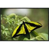 East Urban Home 'Goliath Birdwing Butterfly Male, Rare Species, Irian Jaya, Indonesia ' Framed Photographic Print on Canvas in Green | Wayfair