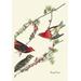 Buyenlarge Purple Finch by John James Audubon Painting Print in Gray/Green/Red | 36 H x 24 W x 1.5 D in | Wayfair 0-587-03573-0C2436