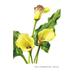 Buyenlarge The Cambridge Calla by Henry Moon Painting Print in Green/Yellow | 36 H x 24 W x 1.5 D in | Wayfair 0-587-03670-2C2436