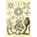 Buyenlarge Hexactinellae by Ernst Haeckel - Graphic Art Print, Glass in White | 36 H x 24 W x 1.5 D in | Wayfair 0-587-64586-LC2436