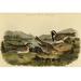 Buyenlarge Lapland Lark Bunting by John James Audubon Unframed Print in Brown | 28 H x 42 W x 1.5 D in | Wayfair 0-587-64701-LC2842