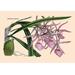 Buyenlarge 'Orchid: Epidendrum Namorale' Painting Print in Green/Pink | 24 H x 36 W x 1.5 D in | Wayfair 0-587-07943-6C2436