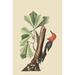Buyenlarge Red Headed Woodpecker by Catesby - Graphic Art Print in Brown/Green | 42 H x 28 W x 1.5 D in | Wayfair 0-587-30581-9C2842