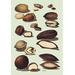 Buyenlarge Nuts Painting Print in Brown | 36 H x 24 W x 1.5 D in | Wayfair 0-587-08339-5C2436
