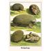 Buyenlarge Hedgehogs by Albertus Seba - Graphic Art Print in Green/Yellow | 42 H x 28 W x 1.5 D in | Wayfair 0-587-29674-7C2842