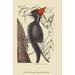 Buyenlarge 'Large Billed Woodpecker' - by Catesby Graphic Art Print in White | 36 H x 24 W x 1.5 D in | Wayfair 0-587-30574-6C2436