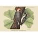 Buyenlarge Red Bellied Woodpecker by Catesby - Graphic Art Print in Black/Green | 28 H x 42 W x 1.5 D in | Wayfair 0-587-30580-0C2842