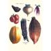 Buyenlarge Vegetables Tomato Raddish Sweet Pumpkin Carrots Yam - Graphic Art Print in White | 36 H x 24 W in | Wayfair 0-587-28596-6C2436