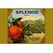 Buyenlarge 'Splendid Brand Citrus' Vintage Advertisement in Green/Orange | 20 H x 30 W x 1.5 D in | Wayfair 0-587-21952-1C2030