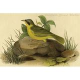 Buyenlarge Delafields Ground Warbler by John James Audubon Unframed Print in White | 24 H x 36 W x 1.5 D in | Wayfair 0-587-64700-LC2436