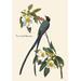 Buyenlarge Fork-Tailed Flycatcher by John James Audubon Painting Print in Blue/Green | 36 H x 24 W x 1.5 D in | Wayfair 0-587-03567-6C2436