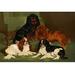 Buyenlarge Toy Spaniels by Vero Shaw - Graphic Art Print in Black/Brown/Green | 20 H x 30 W x 1.5 D in | Wayfair 0-587-29174-5C2842
