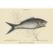 Buyenlarge 'Bone Fish Sea Feather' by Mark Catesby Graphic Art in White | 24 H x 36 W x 1.5 D in | Wayfair 0-587-30370-0C2436