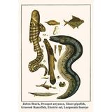 Buyenlarge 'Zebra Shark Twospot Astyanax Ghost Pipefish Grooved Razorfish' by Albertus Seba Graphic Art in White | 36 H x 24 W x 1.5 D in | Wayfair