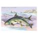 Buyenlarge Common Carp & the Barbel by Robert Hamilton Painting Print in Gray/Green/Indigo | 28 H x 42 W x 1.5 D in | Wayfair 0-587-09304-8C2842