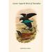 Buyenlarge Lophorhina Minor Lesser Superb Bird of Paradise by John Gould - Graphic Art Print in Blue/Green | 42 H x 28 W x 1.5 D in | Wayfair