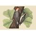 Buyenlarge Red Bellied Woodpecker by Catesby - Unframed Graphic Art Print in Black/Green | 28 H x 42 W x 1.5 D in | Wayfair 0-587-30579-7C2842