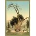 Buyenlarge 'Abraham's Tree Mamreh on the West Bank' by Detroit Company Photographic Print in Brown/Green | 30 H x 20 W x 1.5 D in | Wayfair