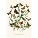 Buyenlarge European Butterflies & Moths - Graphic Art Print in Brown/Green | 42 H x 28 W x 1.5 D in | Wayfair 0-587-32194-6C2842