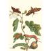 Buyenlarge 'Fig Tree w/ Fig Sphinx' by Maria Sibylla Merian Graphic Art in Brown/Green | 36 H x 24 W in | Wayfair 0-587-28750-0C2842