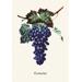 Buyenlarge Eumelan Grapes Painting Print in Green/Indigo | 66 H x 44 W x 1.5 D in | Wayfair 0-587-04161-7C4466