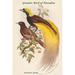 Buyenlarge Paradisea Apoda Greater Bird of Paradise by John Gould - Graphic Art Print in Green/Yellow | 42 H x 28 W x 1.5 D in | Wayfair