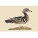 Buyenlarge Summer Duck by Catesby - Graphic Art Print in Brown | 28 H x 42 W x 1.5 D in | Wayfair 0-587-30735-8C2842