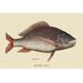 Buyenlarge Mutton Fish by Catesby - Graphic Art Print in White | 24 H x 36 W x 1.5 D in | Wayfair 0-587-30394-8C2436