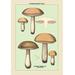 Buyenlarge Unwholesome Fungi: Bitter Boletus Graphic Art in Brown/Green | 66 H x 44 W x 1.5 D in | Wayfair 0-587-04888-3C4466