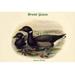 Buyenlarge Bernica Brenta Brent Goose - Graphic Art Print in Black/Green | 28 H x 42 W x 1.5 D in | Wayfair 0-587-32111-3C2842