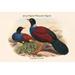 Buyenlarge 'Otidiphaps Cervicalis Grey-Naped Pheasant Pigeon' by John Gould Graphic Art in Blue/Green/Red | 28 H x 42 W x 1.5 D in | Wayfair