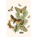 Buyenlarge European Butterflies & Moths - Graphic Art Print in White | 36 H x 28 W x 1.5 D in | Wayfair 0-587-32140-7C2842