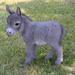 Hi-Line Gift Ltd. Standing Donkey Statue in Gray | 20.5 H x 9 W x 20 D in | Wayfair 87974