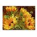 Trademark Fine Art "Four Sunflowers" by Mandy Budan Graphic Art on Wrapped Canvas in White/Black | 35 H x 47 W x 2 D in | Wayfair ALI0919-C3547GG