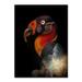 Trademark Fine Art 'King Vulture' Photographic Print on Wrapped Canvas in White/Black | 47 H x 35 W x 2 D in | Wayfair 1X00037-C3547GG