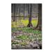 Trademark Fine Art 'Forest Floor of Gold' Photographic Print on Wrapped Canvas in Green | 24 H x 16 W x 2 D in | Wayfair KS01368-C1624GG