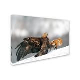 Trademark Fine Art 'Golden Eagle & Red Fox' Photographic Print on Wrapped Canvas in White | 30 H x 47 W x 2 D in | Wayfair 1X02398-C3047GG