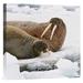 East Urban Home Norway Svalbard 'Walrus Male & Female on Ice Floe' Photographic Print on Wrapped Canvas in Brown/White | Wayfair NNAI1721 39912553