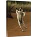 East Urban Home Madagascar Berenty Reserve 'Verreaux's Sifaka Hopping' - Photograph Print on Canvas in Brown | 30 H x 20 W x 1.5 D in | Wayfair