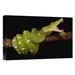 East Urban Home Ecuador Amazon 'Emerald Tree Boa Showing Independent Mobility of Four Jaws' - Photograph Print on Canvas in White | Wayfair