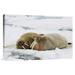 East Urban Home Norway Svalbard 'Walrus Male & Female on Ice Floe' - Photograph Print on Canvas in Brown/White | 12 H x 18 W x 1.5 D in | Wayfair