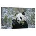 East Urban Home Giant Panda Eating Bamboo - Photograph Print on Canvas in Black/Green | 16 H x 24 W x 1.5 D in | Wayfair NNAI1929 39912769