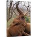 East Urban Home Kenya Tsavo East National Park Trumpeting 'African Elephant Orphan Imenti' - Photograph Print on Canvas in White | Wayfair