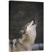 East Urban Home Portland Oregon Zoo Close Up 'Timber Wolf Howling' Photographic Print on Wrapped Canvas in Gray | 30 H x 20 W x 1.5 D in | Wayfair